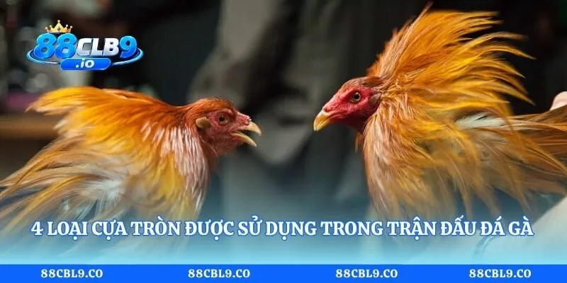 4 loại cựa tròn được sử dụng trong trận đấu đá gà