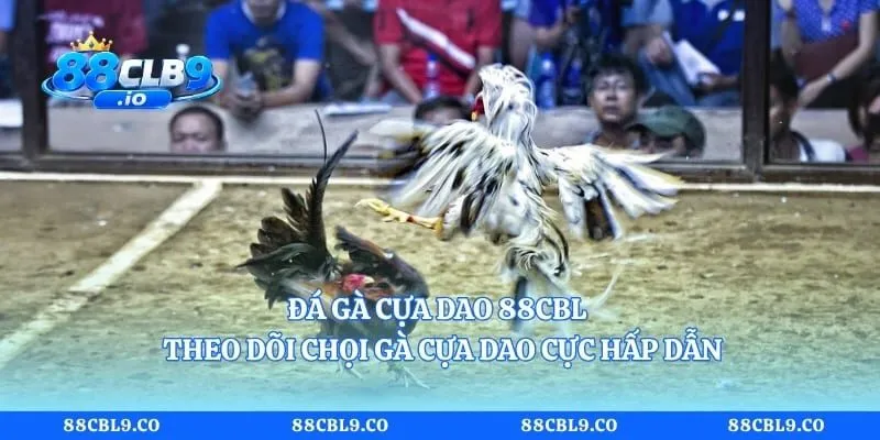 Đá Gà Cựa Dao 88CLB - Theo Dõi Chọi Gà Cựa Dao Cực Hấp Dẫn