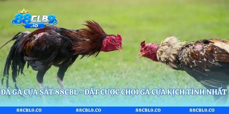 Đá Gà Cựa Sắt 88CLB - Đặt Cược Chọi Gà Cựa Kịch Tính Nhất