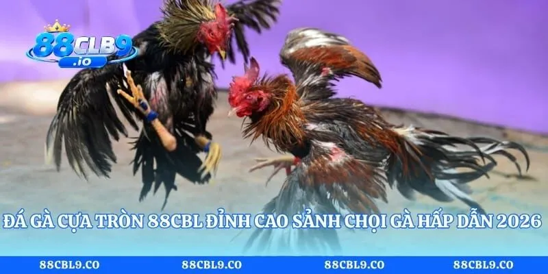 Đá Gà Cựa Tròn 88CLB Đỉnh Cao Sảnh Chọi Gà Hấp Dẫn 2026