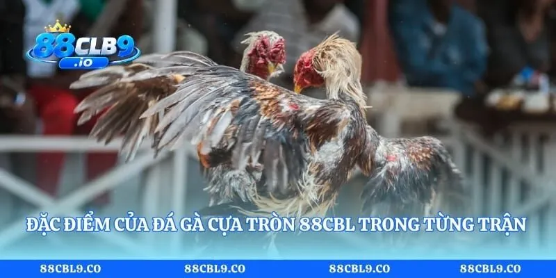 Đặc điểm của đá gà cựa tròn 88CLB trong từng trận thực tế