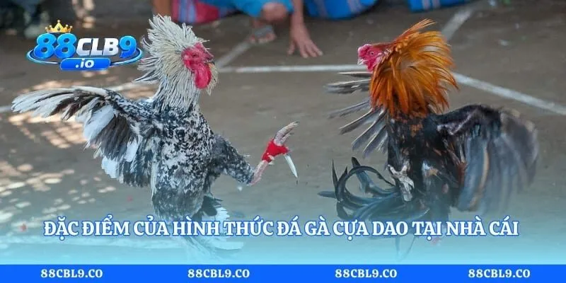 Đặc điểm của hình thức đá gà cựa dao tại nhà cái