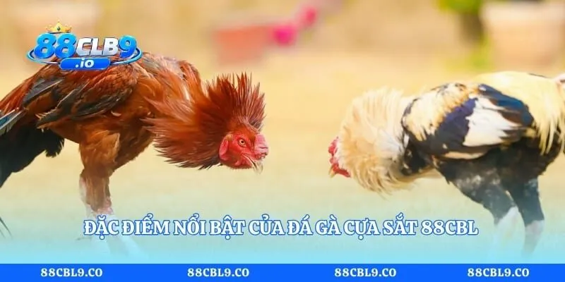 Đặc điểm nổi bật của đá gà cựa sắt 88CLB