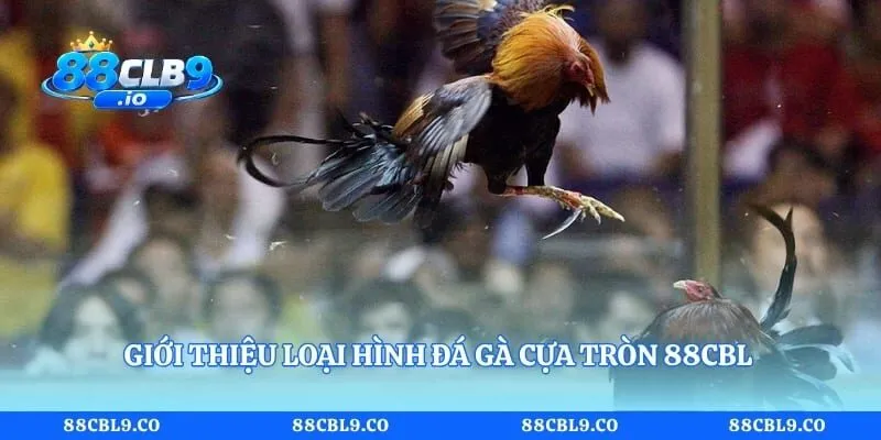 Giới thiệu loại hình đá gà cựa tròn 88CLB