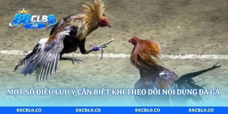 Một số điều lưu ý cần biết khi theo dõi nội dung đá gà