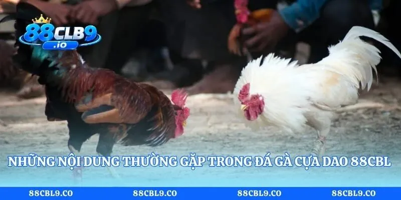 Những nội dung thường gặp trong đá gà cựa dao 88CLB