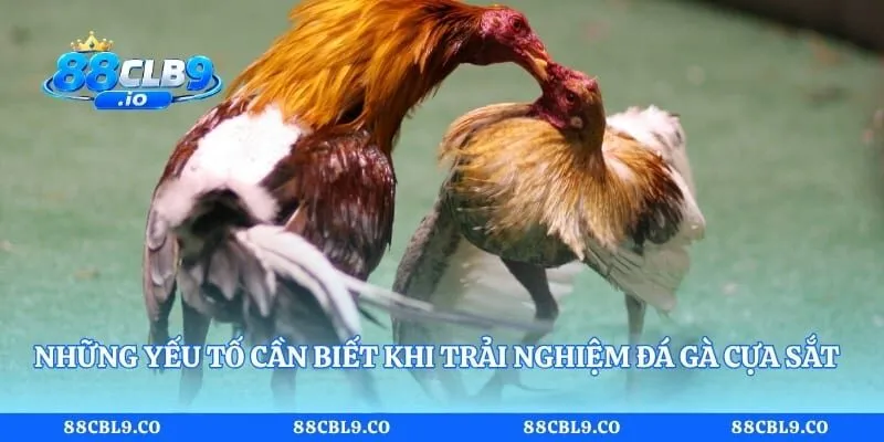 Những yếu tố cần biết khi trải nghiệm đá gà cựa sắt 88CLB