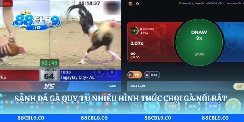 Sảnh đá gà quy tụ nhiều hình thức chọi gà nổi bật hiện nay