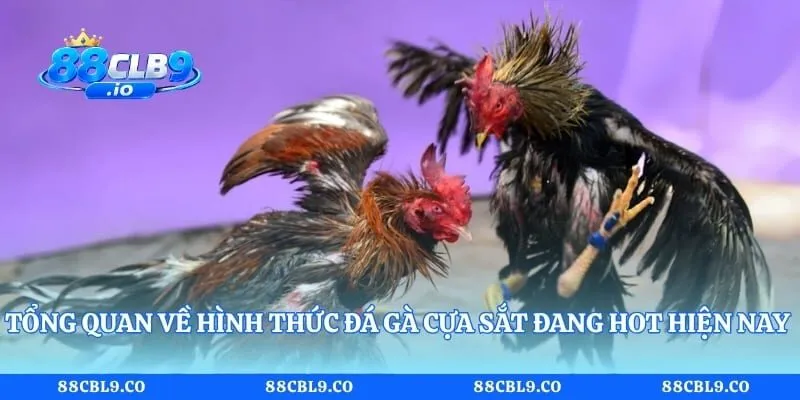 Tổng quan về hình thức đá gà cựa sắt đang hot hiện nay